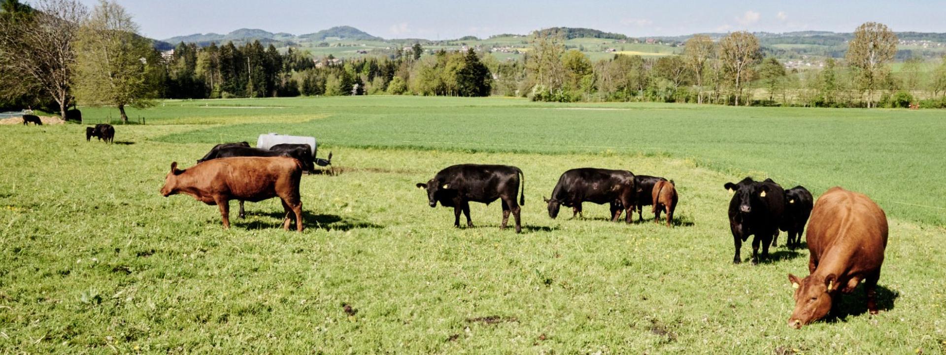 Ferme des Gadelles