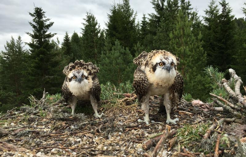 ORCA Production SA, Nyon( VD)